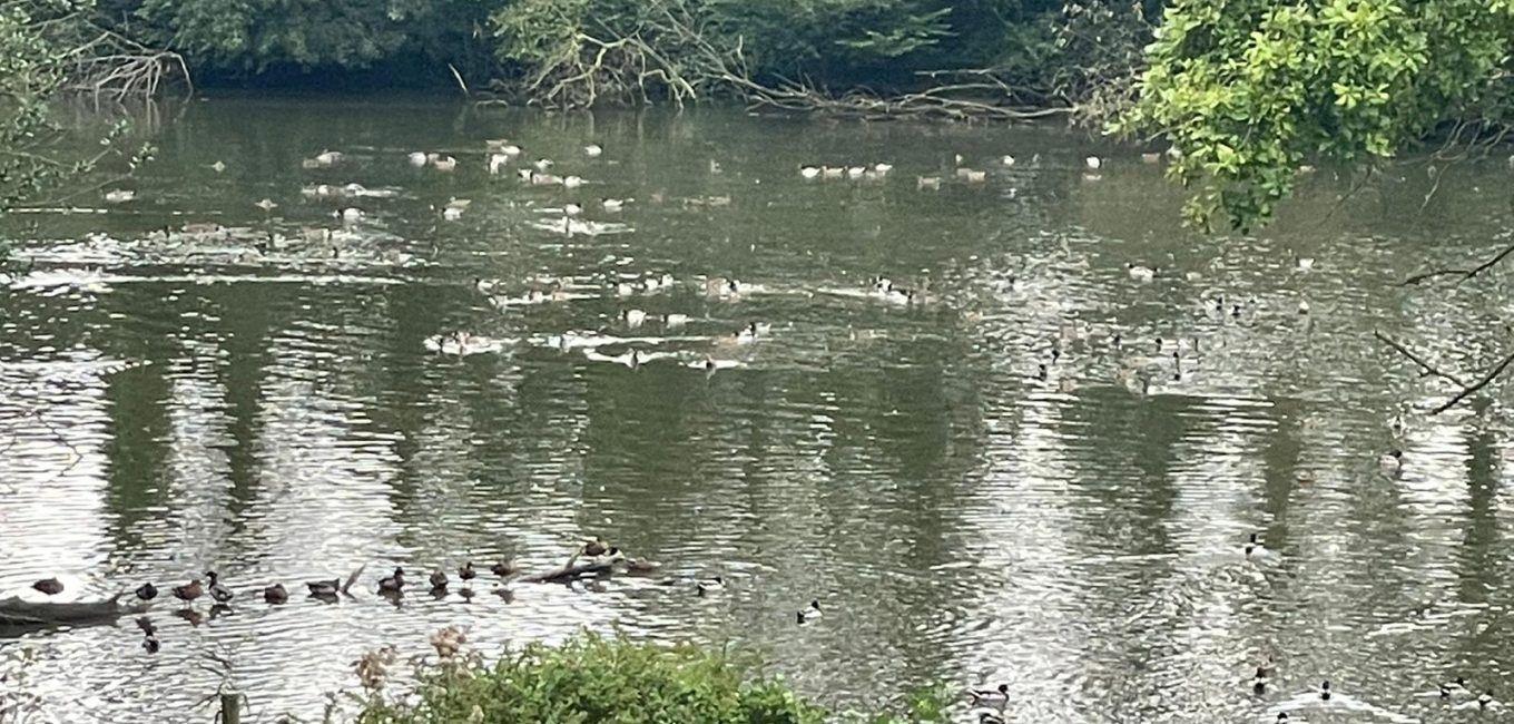 Canards_Genappe(3)