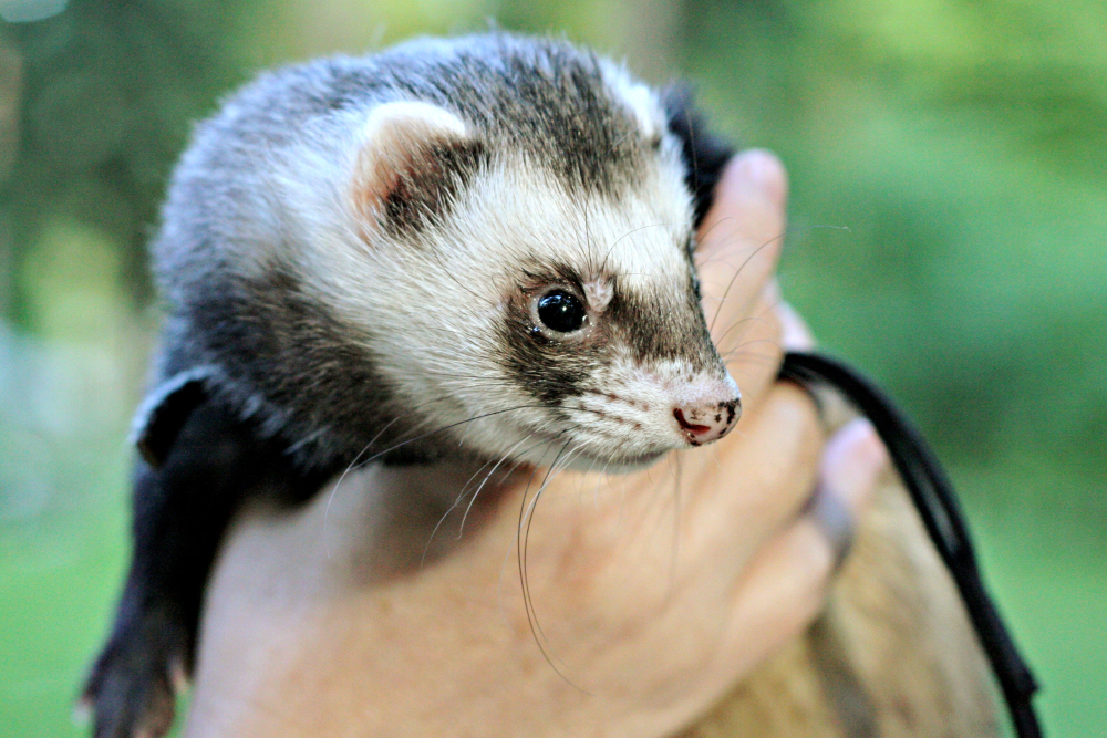 Furet